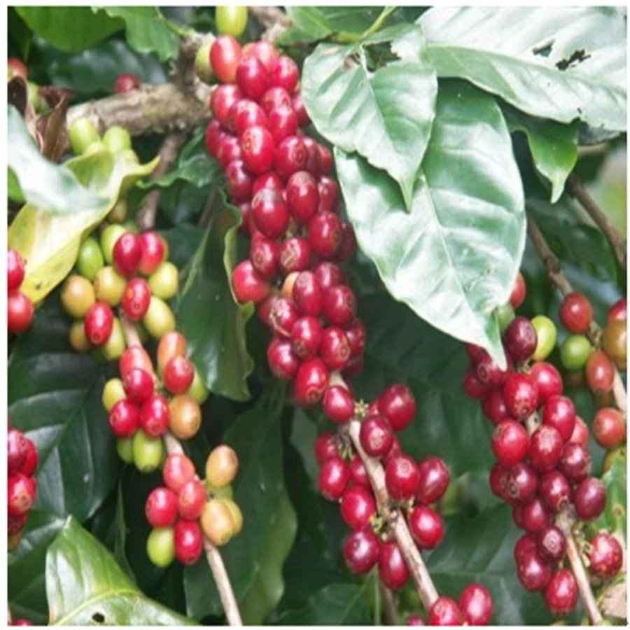 Органический зеленый пищевой кофейных зерен похудеть Арабика натурального bean dark