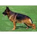 Новая Горячая полная квадратная Алмазная вышивка немецкая овчарка Diy 5D алмазная картина наборы вышивки крестом Искусство и ремесла хобби FG1051