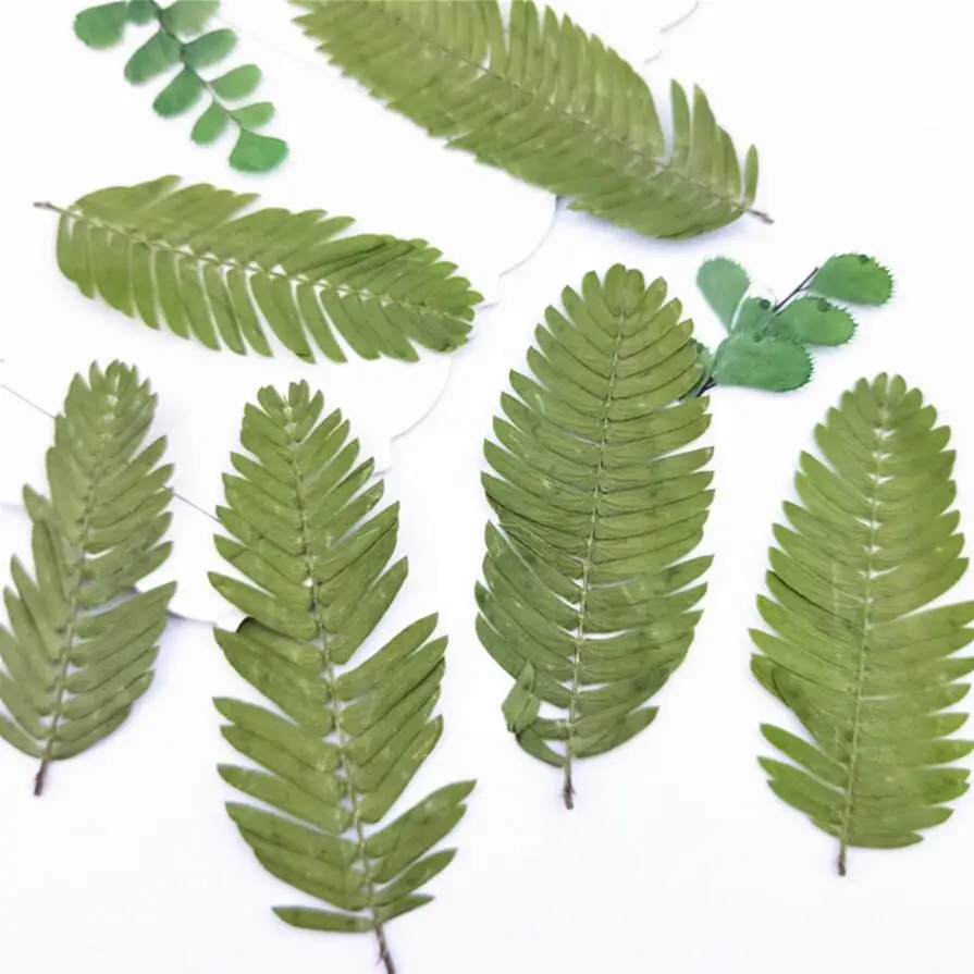 60 шт прессованный высушенный 3 5 см Albizia Julibrissin Duraz лист гербарий из растений для
