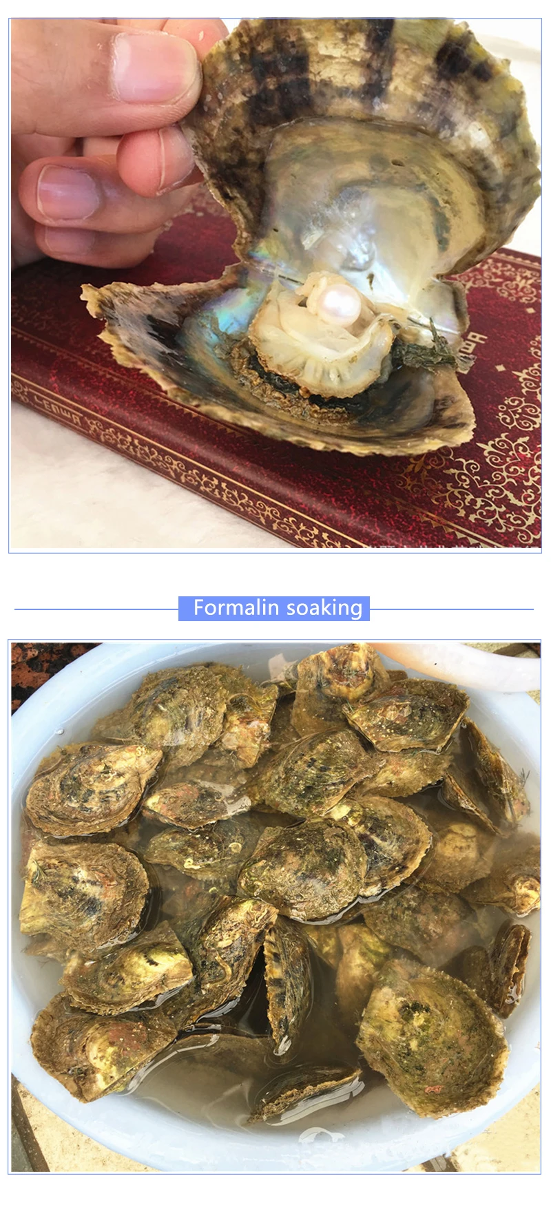 Hongye Pearl Oyster разноцветные бусины в виде риса пожелания жемчуг Oyster DIY подарки на день рождения случайный цвет Мидия модные женские аксессуары