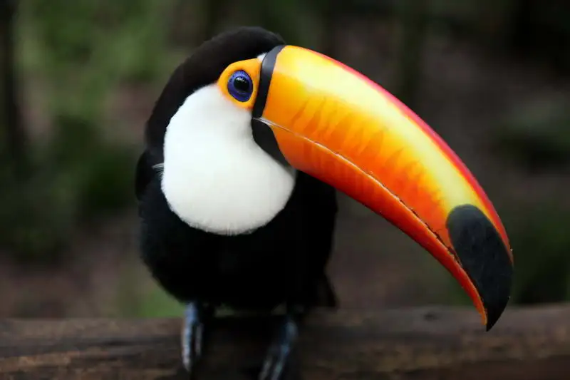 Muylinda Toucan Птица стразы брошь булавки костюм брошь булавка в виде животного для женщин ювелирные изделия Одежда брошь аксессуары