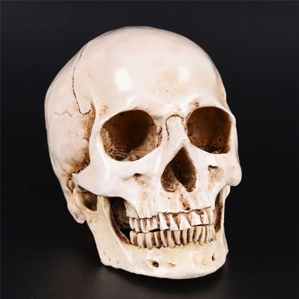 Человеческая голова смолы Реплика медицинская модель Lifesize 1:1 Хэллоуин украшение