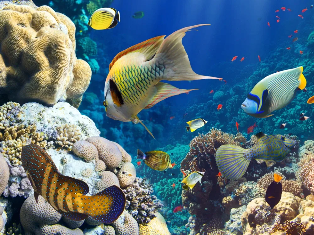 Тканевый постер Fish Ocean цветной подводный мир Крытый сад гостиная декоративная