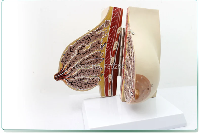 Lactating Breasts Anatomical Model Female Breast Anatomy Teaching | Канцтовары для офиса и дома