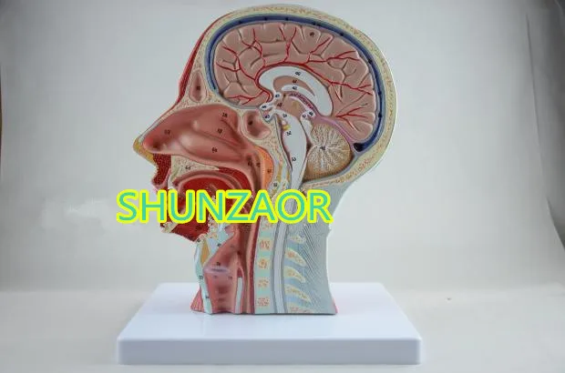 Человек череп с мышцами и нервами кровеносного сосуда головной раздел мозга