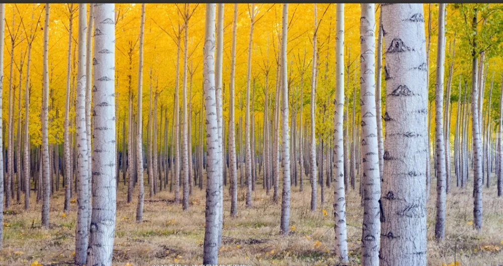 Цифровая занавеска с принтом березы 3 d занавески красивые изображением кукурузы