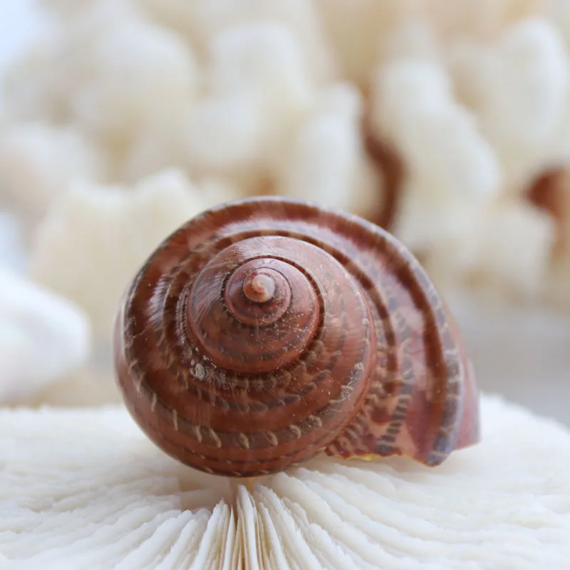 Бесплатная доставка (1 шт./лот) коричневая раковина кошачий глаз натуральная и