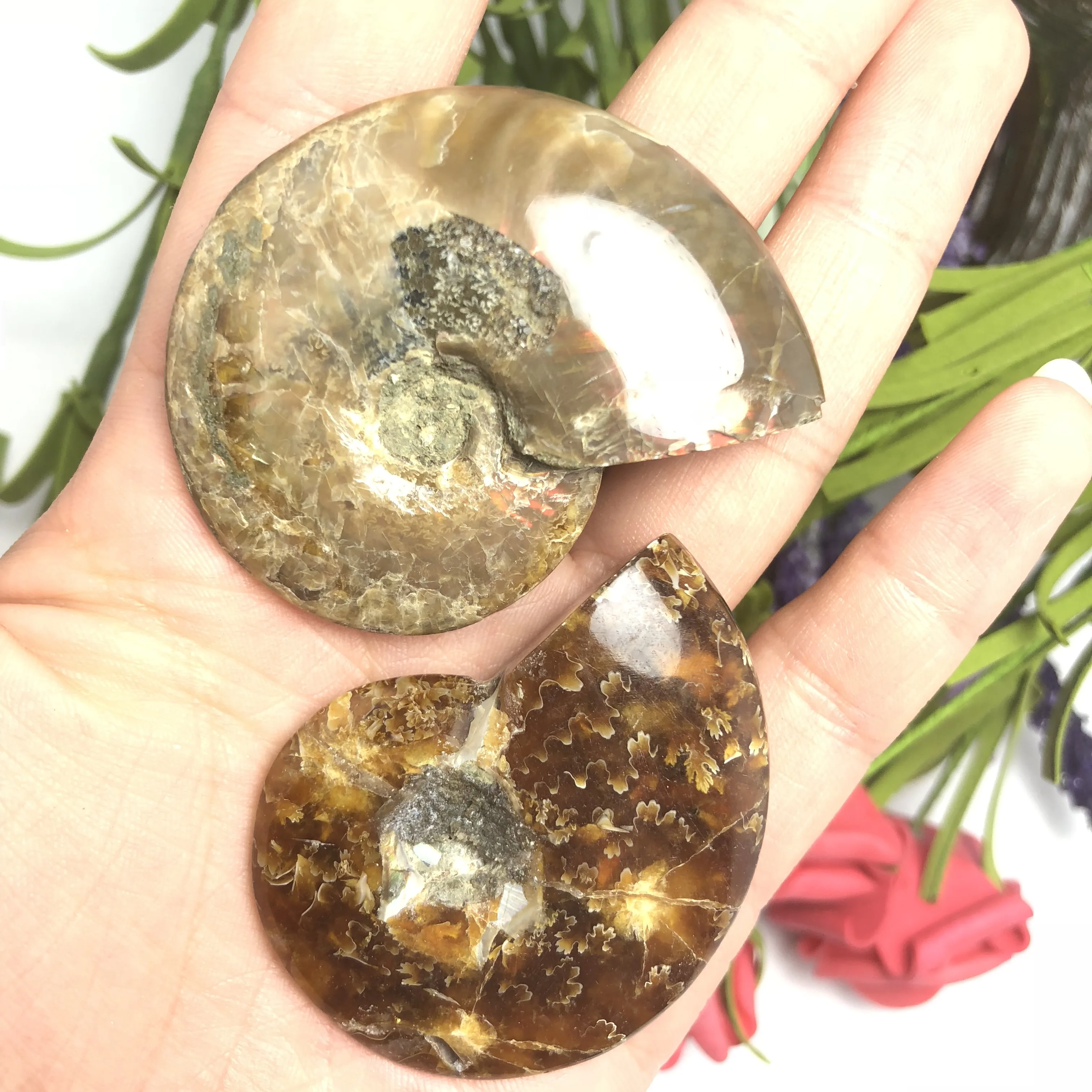 Colorful!!!Natural Polished &quotGoat Horn&quot Fossil Ammonite Conch Douvilleiceras Madagascar Mineral Specimen | Дом и сад