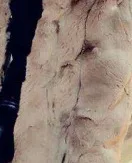 Хаки Детское пальто с мехом, куртка из натурального кроличьего меха, Детская куртка с капюшоном для девочек, шуба из кролика Рекс, верхняя одежда с мехом, пышная теплая куртка - Цвет: Хаки