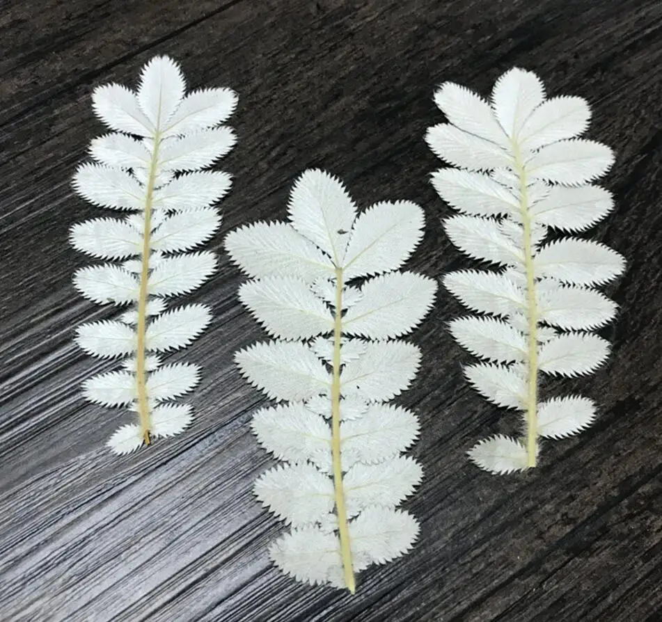 

60pcs Pressed Dried Potentilla chinensis Ser Leaf Plant Herbarium For Jewelry Postcard Bookmark Phone Case Invitation Card DIY