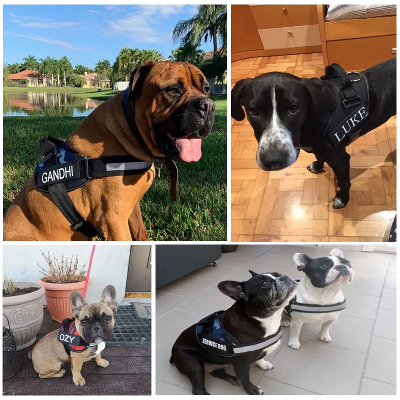 Наклейка для собаки на заказ яркая ошейник 2 шт. именная наклейка