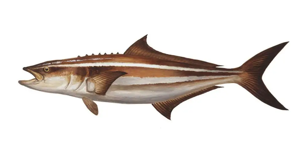 1 шт. Виниловая наклейка на крючок для ловли карпа 20 см|Наклейки автомобиль| |