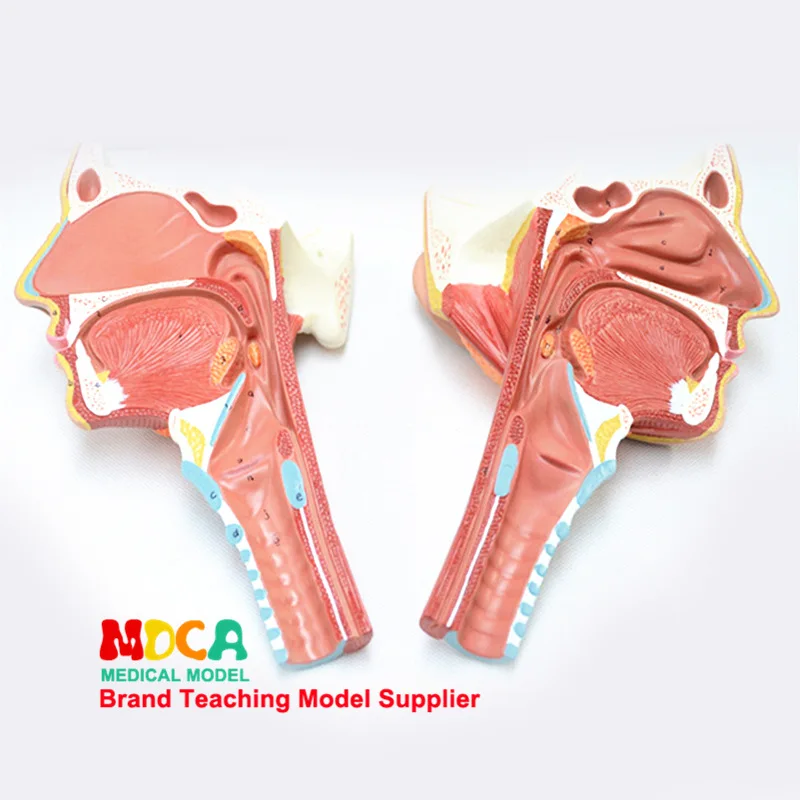 2 Parts Pharyngeal muscles and larynx Anatomical model Oronasal Anatomy of lingual muscle Head Model Medicine Teaching | Канцтовары для