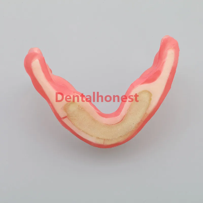 Mandibular модель челюсти с силиконовым конусом для прорезания растений sture M2027 |