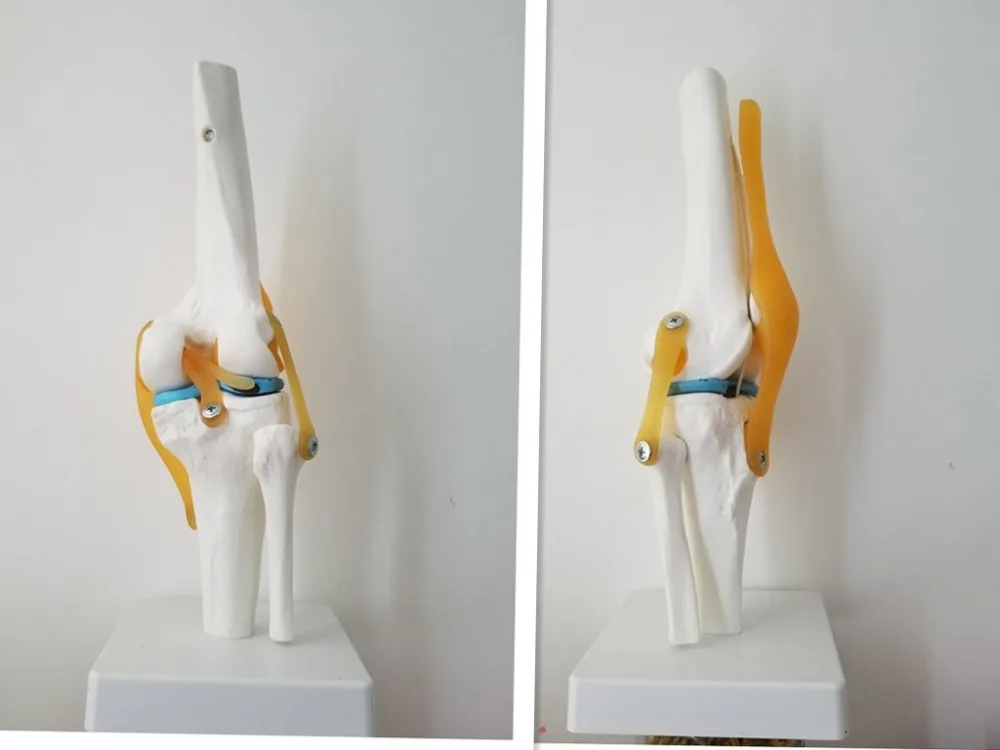 Анатомический скелет колена человека с сухожилия сустав модель обучение