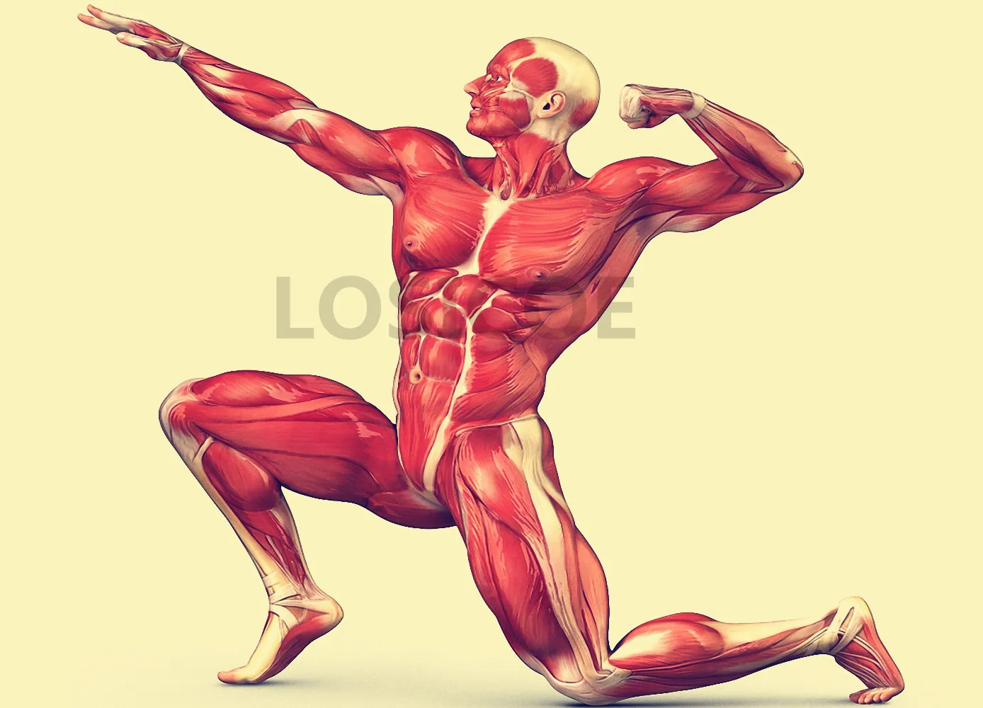 Bodybuilding Posture Human Muscle Medicine Anatomy Posters Retro Kraft Paper Painting Wall Sticker Hospital Clinic Gym Decor | Дом и сад