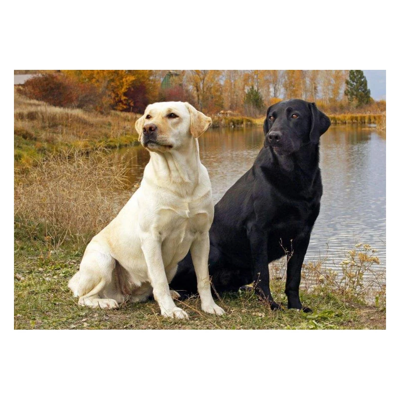 Full Square Diamond Embroidery labrador dogs pet puppy Diy 5D Painting Cross Stitch Kits Arts And Crafts hobby FG1050 | Дом и сад
