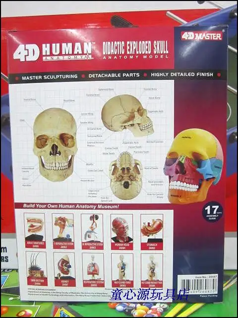 4D мастер человеческий череп красочная модель медицинская наука Скелет собранная