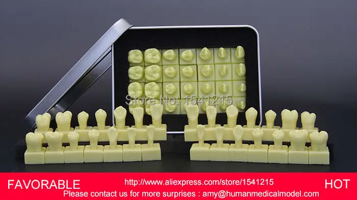 Зубные протезы Стоматологическая Учебная модель зубная Модель зубов зубной зуб 1