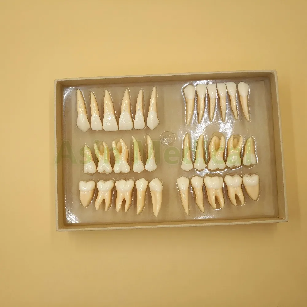 Новое поступление 2 5 раз 32 шт. модель постоянных зубов для взрослых