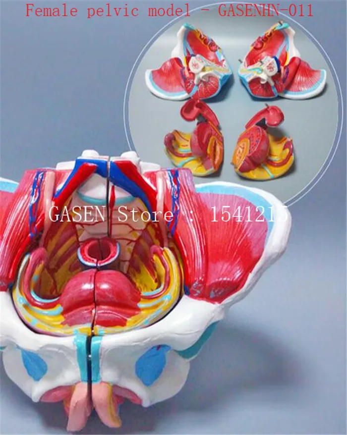 Репродуктивные органы кровеносные сосуды нервной раковины костной структуры