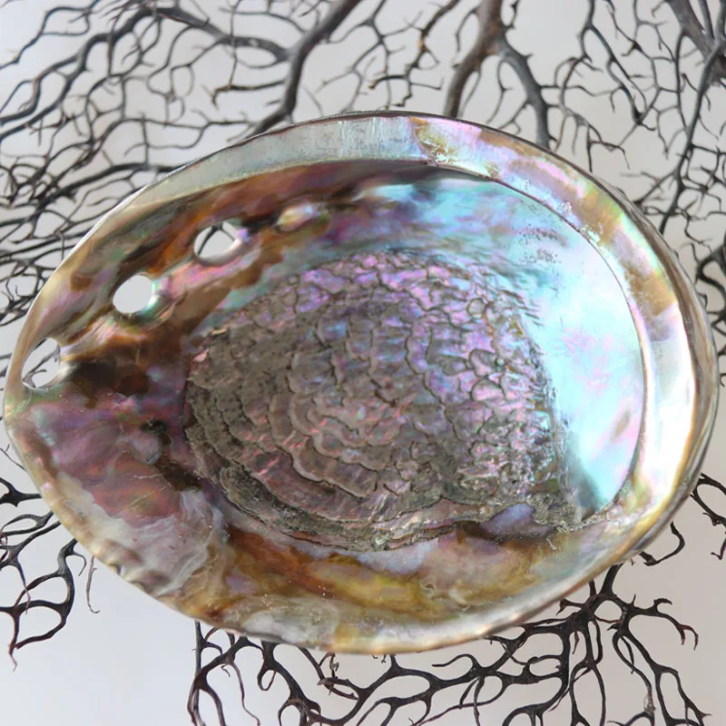 Австралийский корпус Abalone натуральный и раковины украшения для дома морского