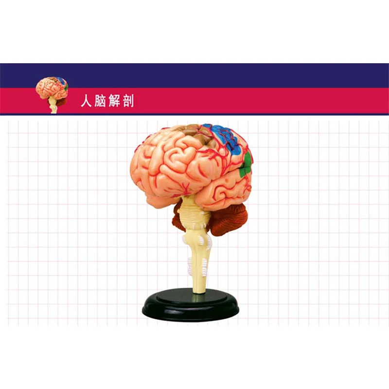 4D Master игрушки для сборки головоломки человеческий мозг | Канцтовары офиса и дома