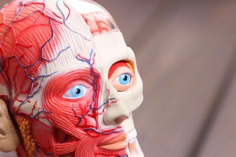 3d голова модель головы мышцы и нервы сборка системы Анатомия человека мерная модель