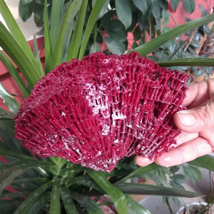 Aqumotic натуральный морской коралл Декор для детской аквариума декор для аквариума Ландшафтный декор для домашнего окна Коралловый аквариум украшения для стен