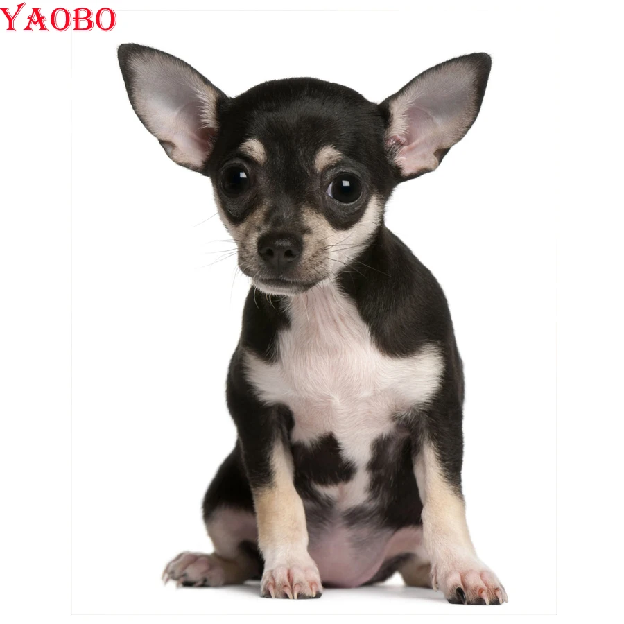 Diy Алмазная картина Чихуахуа собака полная квадратная круглая дрель вышивка