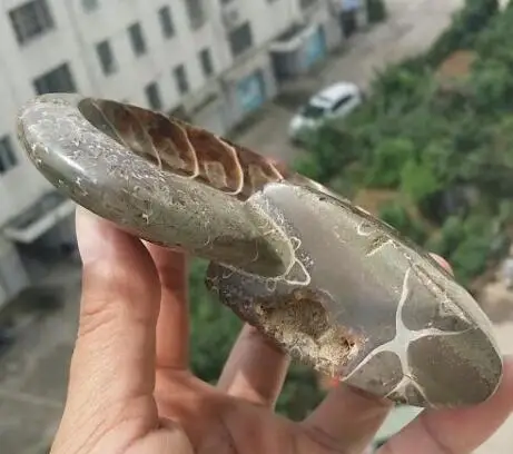 Переливающаяся раковина аммония уникальная монетная тарелка Madagascar|Статуи и