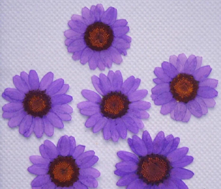 120 шт. прессованный высушенный Дейзи цветок растения для эпоксидной смолы кулон