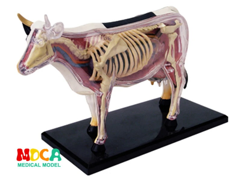 

Cow 4d master puzzle Assembling toy Animal Biology organ anatomical model medical teaching model
