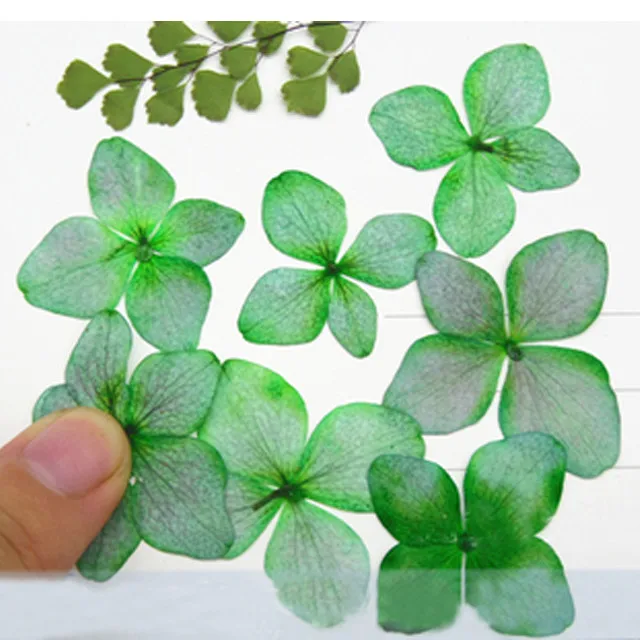 

2021 Newest Hydrangea For Christmas Decoration DIY Pressed Flower For Cell Phone 120pcs
