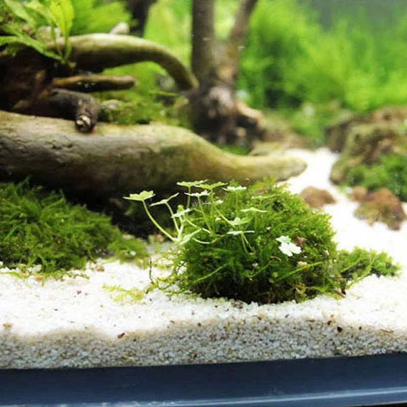 Горячие природные минеральные водные Мячи мха для аквариума Кристальные красные