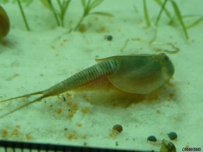 

Free shipping Aquarium Pets triops