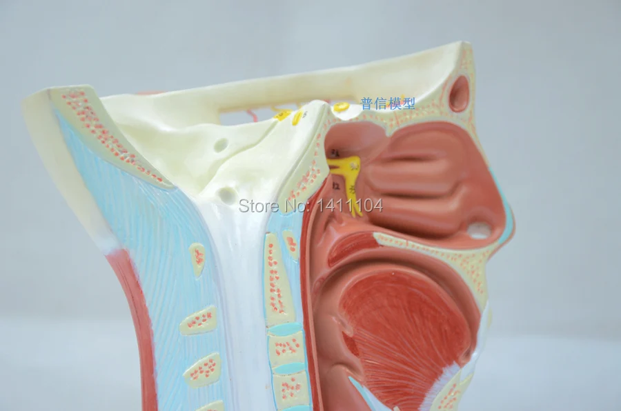 Free shipping&Head model head anatomy neck anatomy neural brain model.For teaching medical and Beauty salon. | Канцтовары для