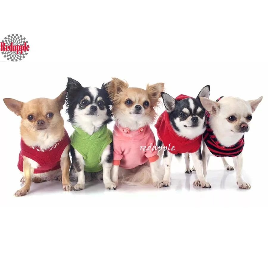 

diy 5d diamond painting cute chihuahua cross stitch 3d diamond embroidery pet dog picture by numbers full square mosaic painting