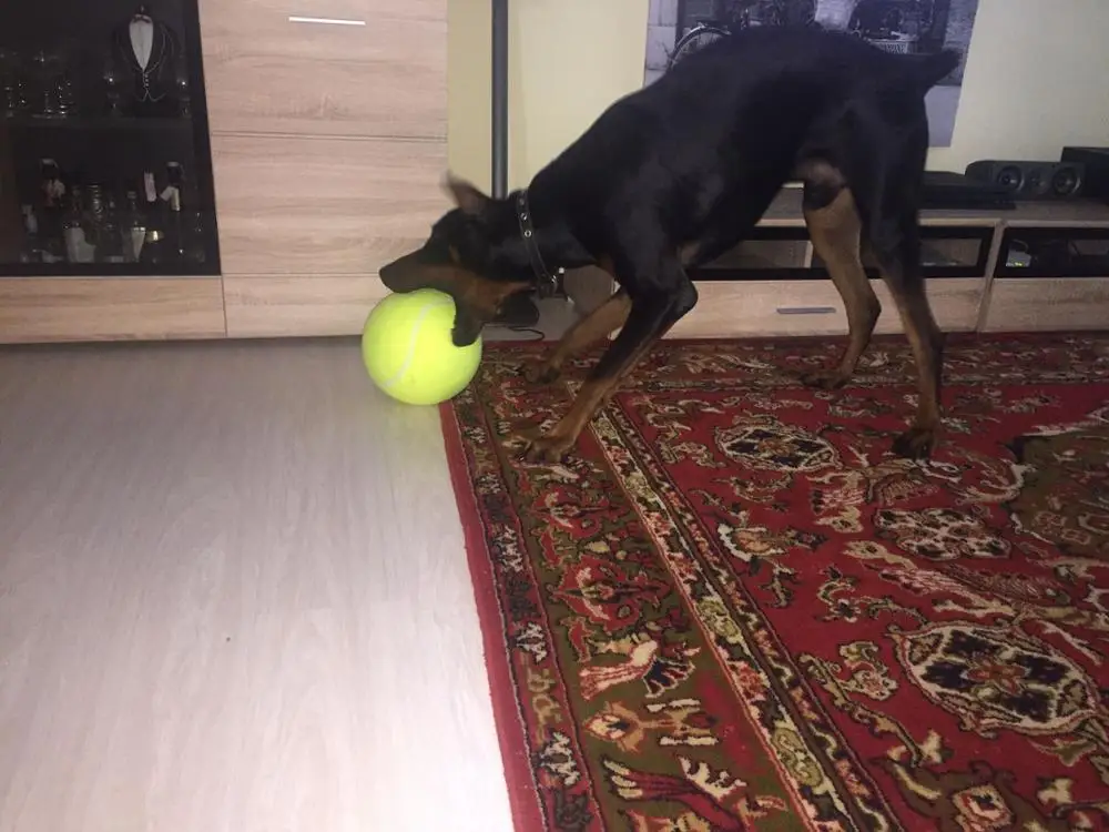 9 5 &quotнадувной Теннисный мяч гигантские надувные игрушки для домашних животных