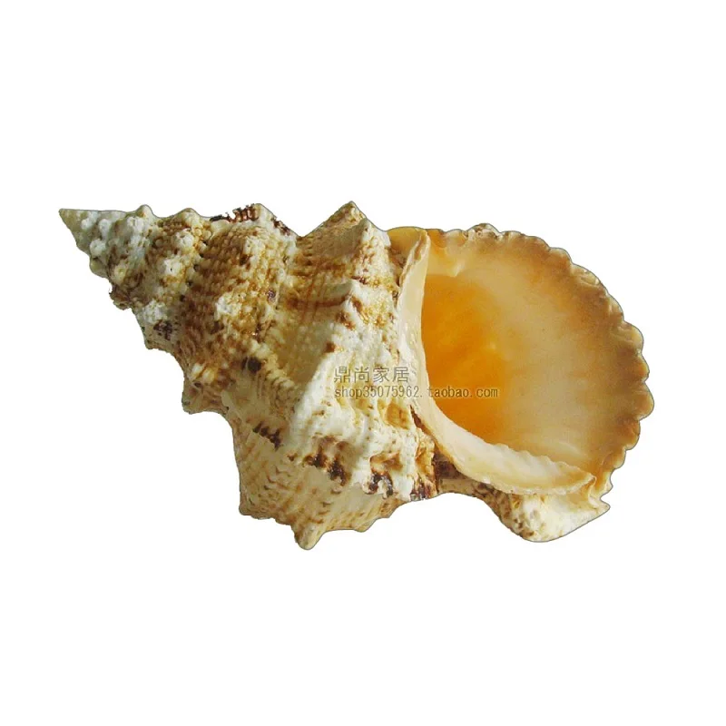 Натуральный шуруп из раковины большой 25 см для украшения свадьбы и дома|decorative