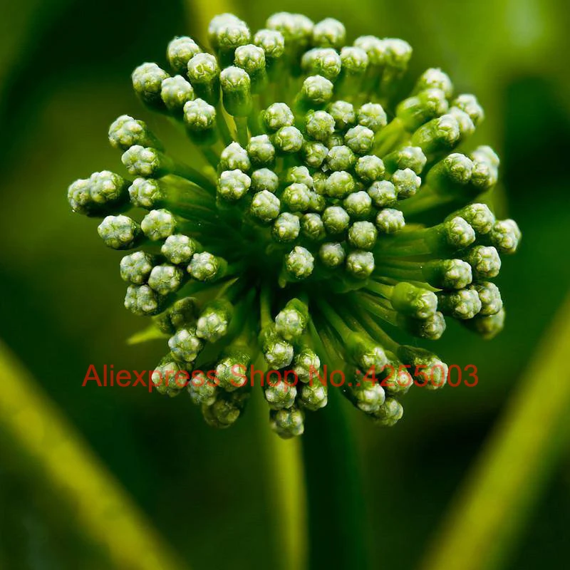 Organic Natural Remedy Flos Ginseng Reduce Control Blood Sugar Protect Pancreas Diabetes Prevention |