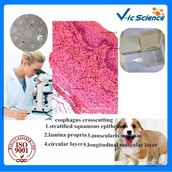 Прямая поставка с фабрики зоологии Гистология горки набор 100 шт | Канцтовары для