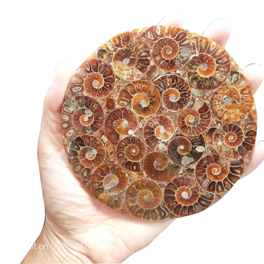 Ammonite Fossil Slice Plate Natura Shell a compassl MADAGASCAR FOSSIL SPECIMEN HEALING fashion wedding decoration