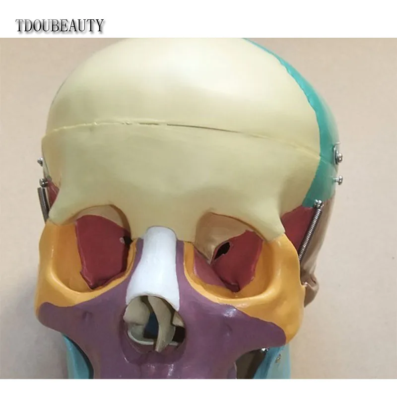 TDOUBEAUTY Esqueleto анатомический человеческий череп анатомическая анатомия каркасная