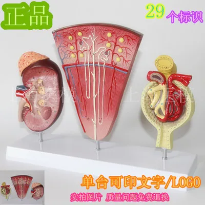 Гломерулярная мочевая система анатомическая структура почек | Канцтовары для