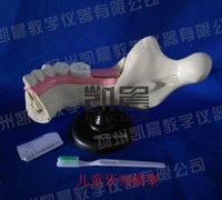 tooth arrangement model for childen scientific experimental equipment biological instruments for teaching