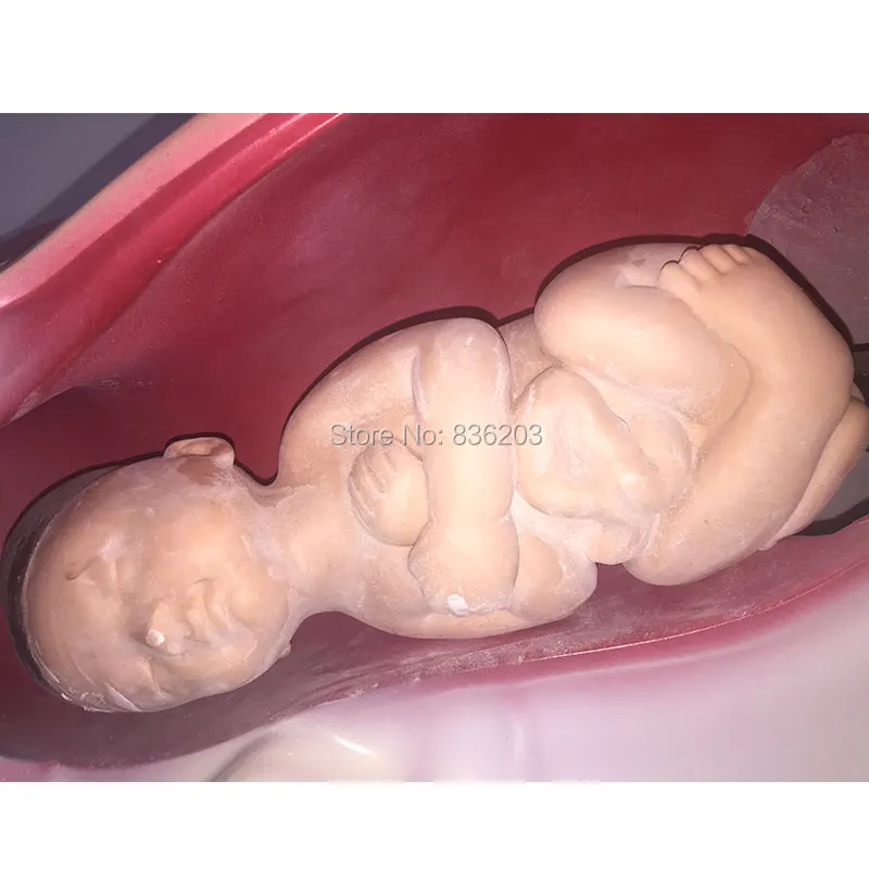 В натуральную величину для детского человека anatomie травмирования анатомический Скелет анатомический мозг череп медицинские инструменты обучение презервативы Манекен Модель