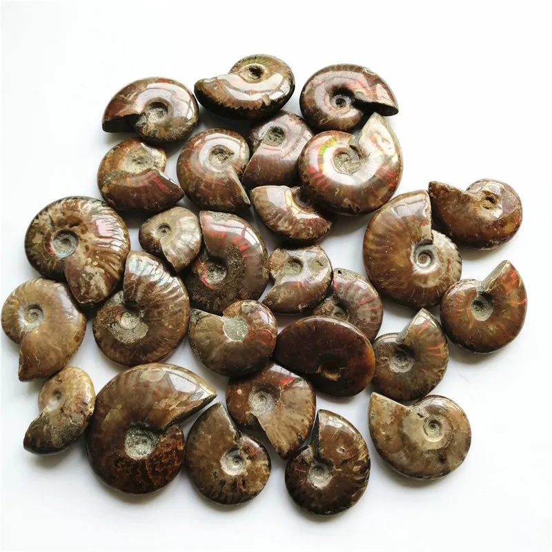 Спиральный аммолитный натуральный аммонит ископаемые чисто натуральные кусочки