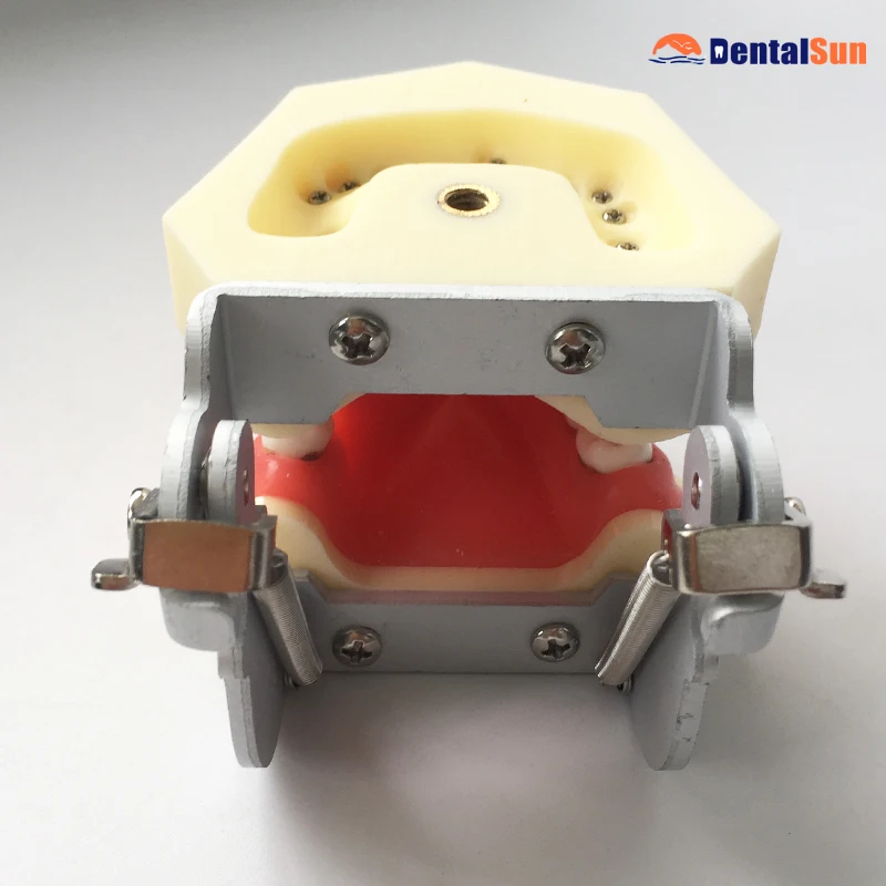 

Dental Periodontal Disease Model M4024/Medical Tooth Medical Model
