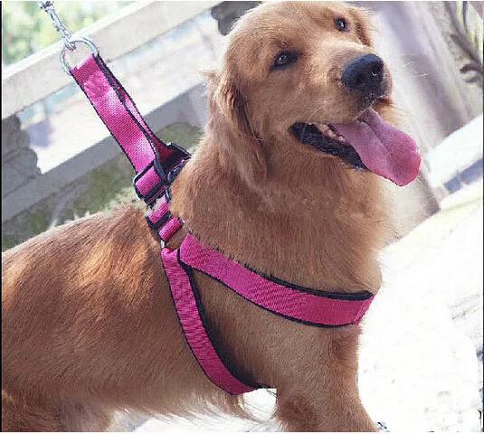 

[ Fly Eagle ]Collier chien dog's harnais chiens Adjustable dog harness and leash honden halsband coleiras para caes coleira gato